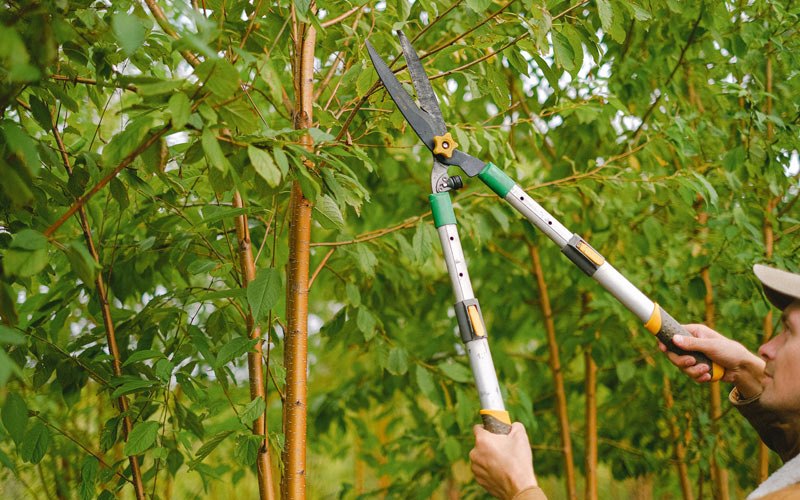 Tree trimming in Kingsford Heights, IN